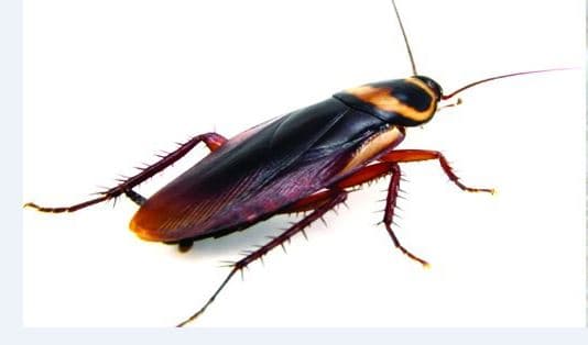 Traitement insectes et punaises