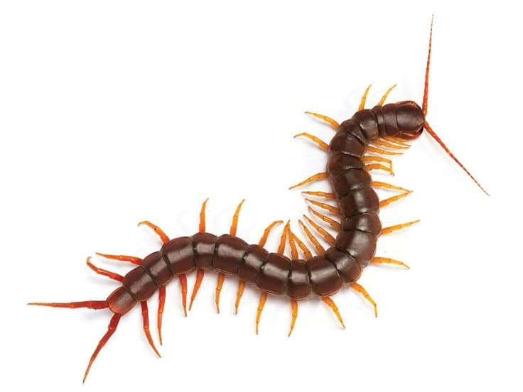 Scutigere (Centipede)