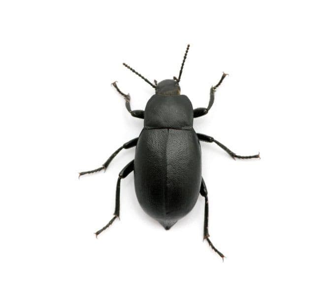 Dermeste (Anthrene)