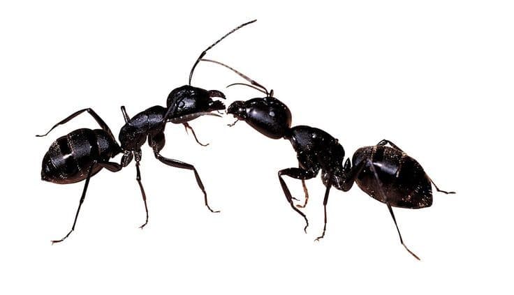 Fourmis