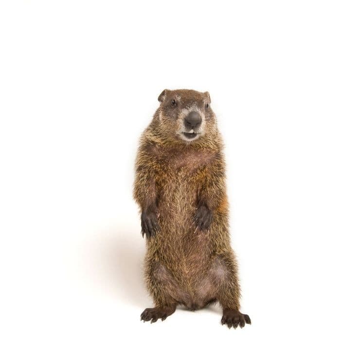 Marmotte commune