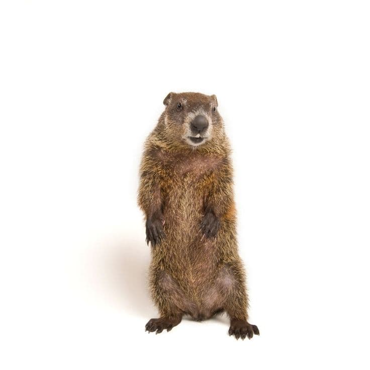 Marmotte commune