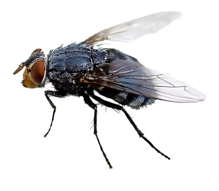 Pollénie du lombric (mouche pollen)