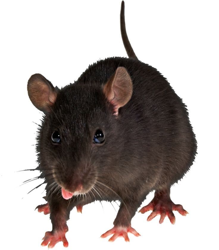 Rat surmulot, l'espèce de rat la plus répandue au Québec