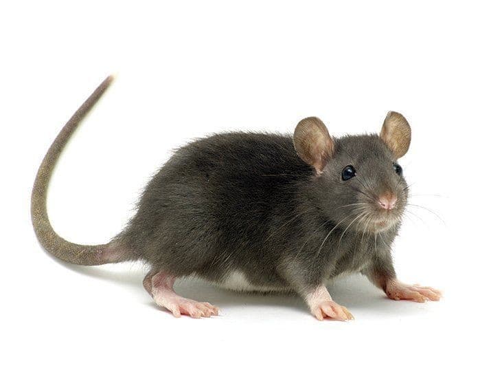 Souris domestique, le rongeur le plus courant dans les maisons
