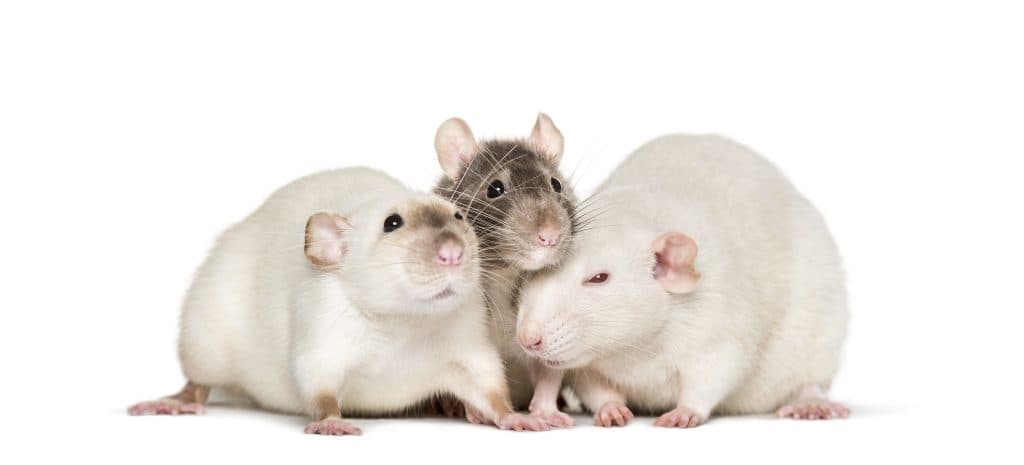 Extermination de rongeurs