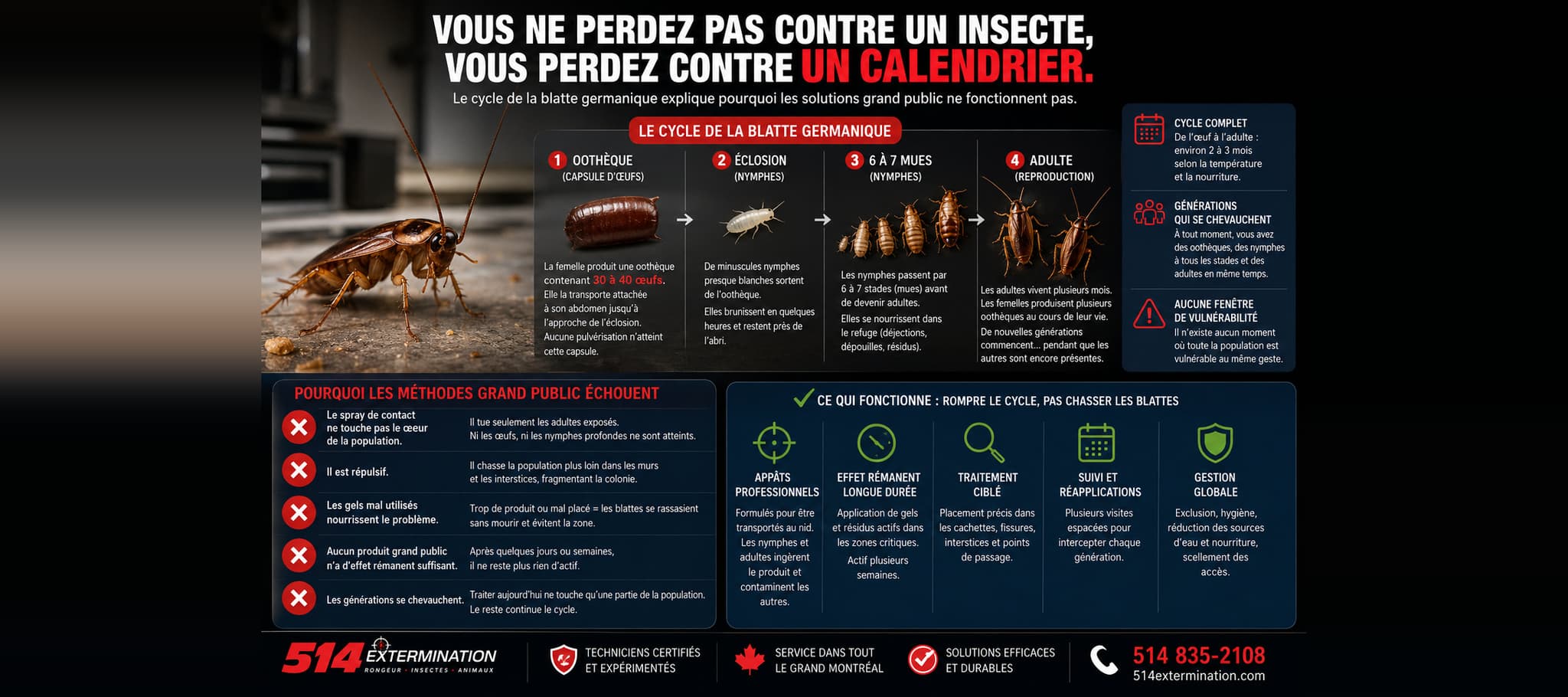 The Cockroach Life Cycle: Why Their Biology Makes DIY Extermination a Losing Game