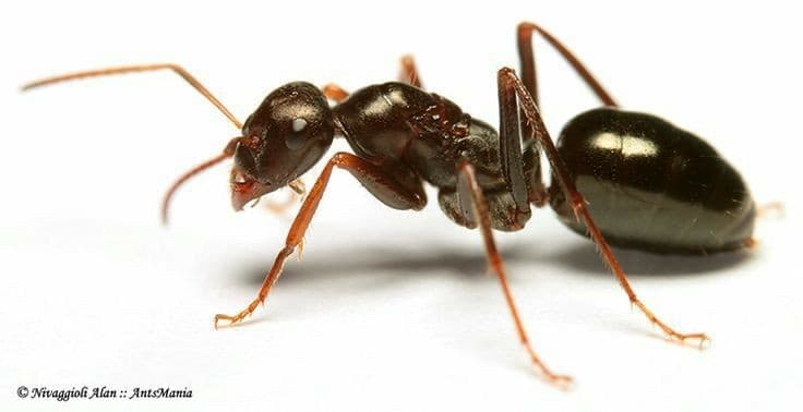 Fourmis (pavées et des champs)