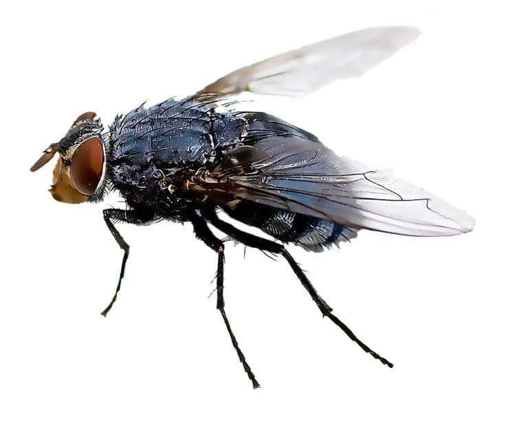 Pollénie du lombric (mouche pollen)