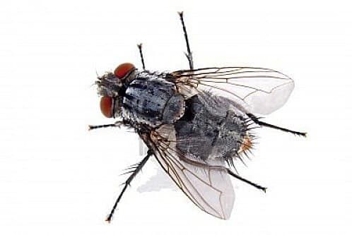 Mouche domestique Musca domestica au Québec