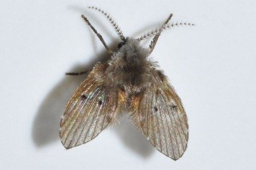 Mouche de drain ou mouche papillon dans une salle de bain