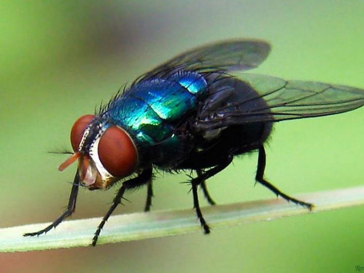 Mouche à viande bleue verte métallique au Québec