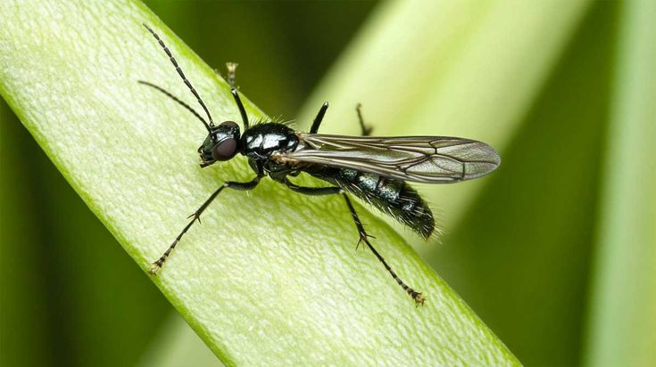 Moucheron des terreaux autour d'une plante d'intérieur