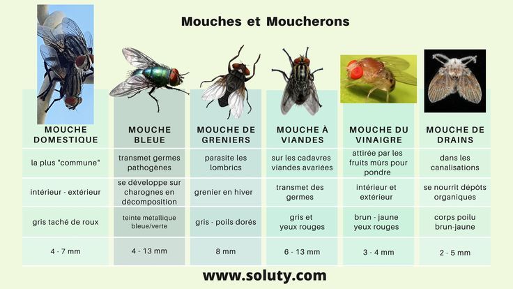 Tableau comparatif des types de mouches au Québec