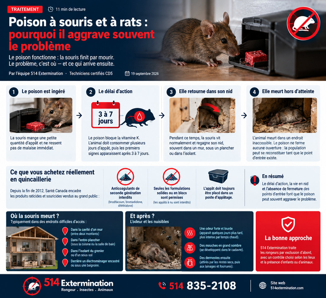 Infographie : le poison est ingéré, agit avec un délai de 3 à 7 jours, la souris retourne dans son nid et meurt hors d'atteinte ; ce que Santé Canada autorise en vente au grand public ; où la souris meurt et ce qui suit