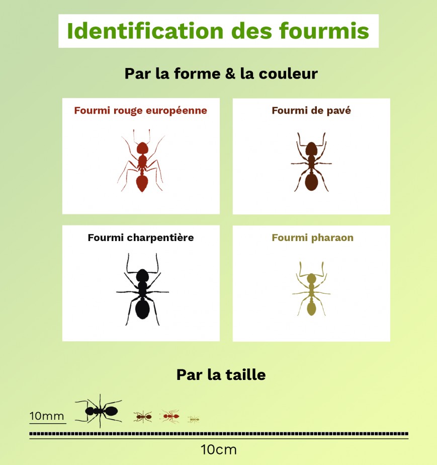 Fourmi charpentière, fourmi pavée et fourmi des fissures au Québec