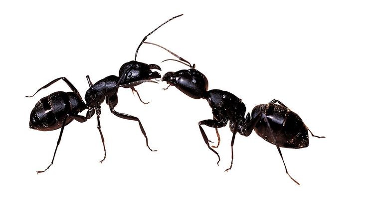 Carpenter ant, sometimes behind a faint rustling in the walls
